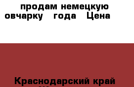 продам немецкую овчарку 2 года › Цена ­ 3 000 - Краснодарский край Животные и растения » Собаки   . Краснодарский край